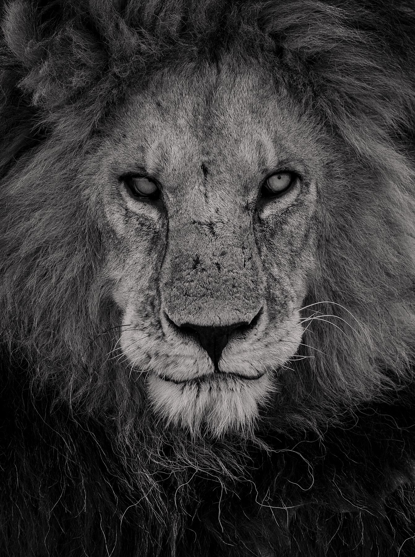 King Bob
