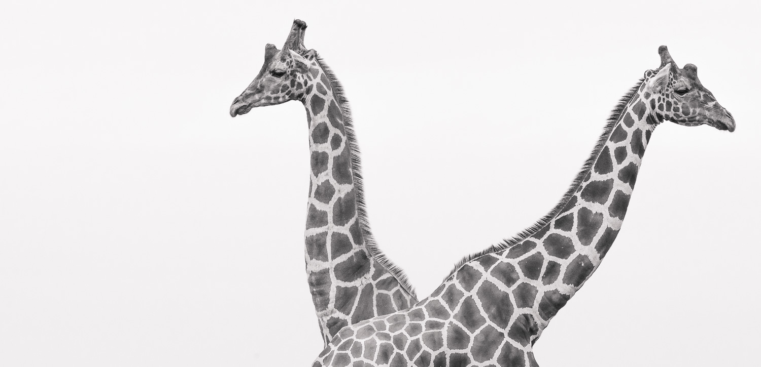 Minimalist Wildlife Fine Art Prints | Deanna DeShea Photography